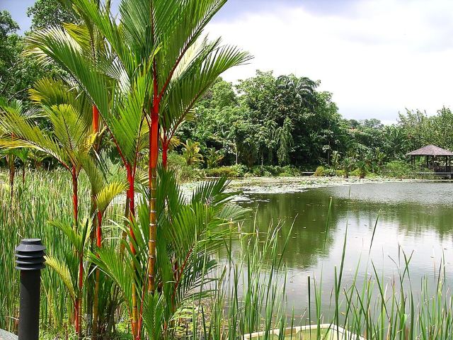 Symphony Lake, Singapore Botanic Gardens - 20041025