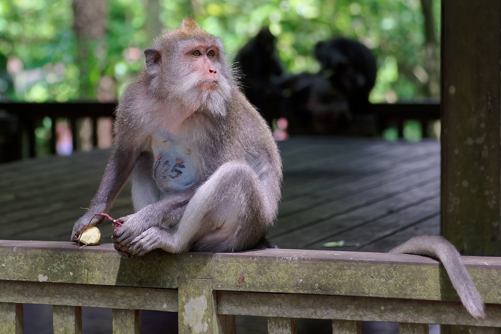 Long-tailed macaque in Ubud Monkey Forest